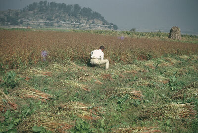 A man in the buck wheat field