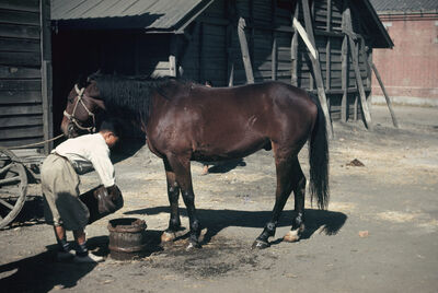 Seoul a man with a horse