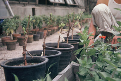 Hibiscus plants from Hawaii