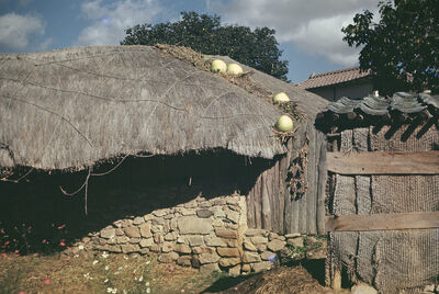 Gourds on the roof