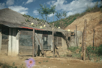 Gourds on the roof