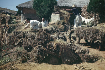 People stacking rice