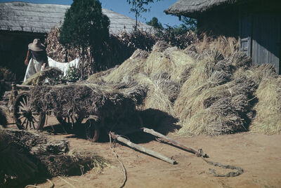 An ox cart with stacking rice