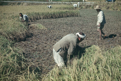 Farmers cutting rice in a field
