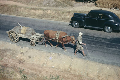 an ox cart and a car on the road