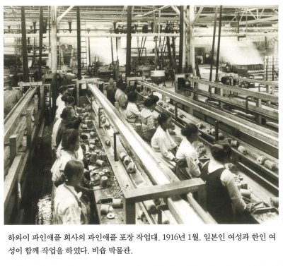 하와이 파인애플 회사의 파인애플 포장 작업대. 1916년 1월. 일본인 여성과 한인 여성이 함께 작업을 하였다. 비숍 박물관.