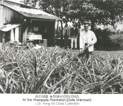 파인애플 농장에서 (연도미상)
At the Pineapple Plantation (Date Unknown)